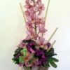 Orquídea Cambidium - Flores, Florería, Floristería