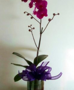 Orquídea Maceta - Flores, Florería, Floristería