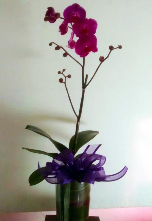 Orquídea Maceta - Flores, Florería, Floristería
