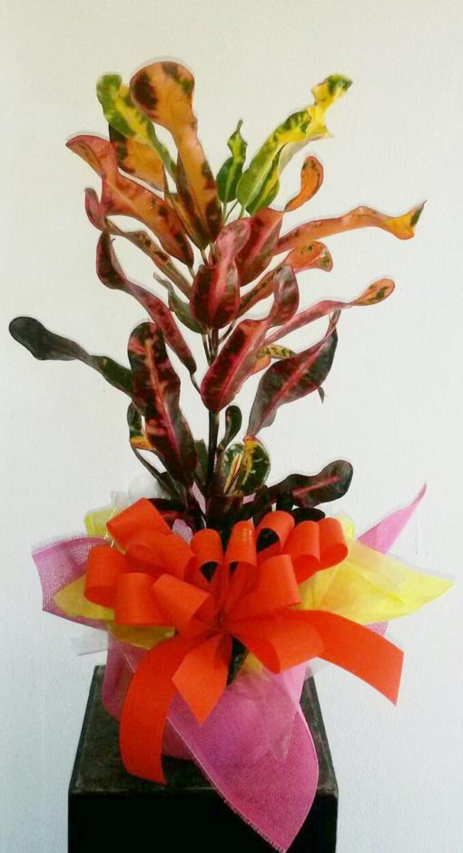 Planta Decorada - Flores, Florería, Floristería