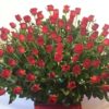 Canasta de 100 Rosas - Flores, Florería, Floristería