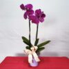 Orquídea Doble en Maceta - Flores, Florería, Floristería