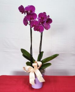 Orquídea Doble en Maceta - Flores, Florería, Floristería